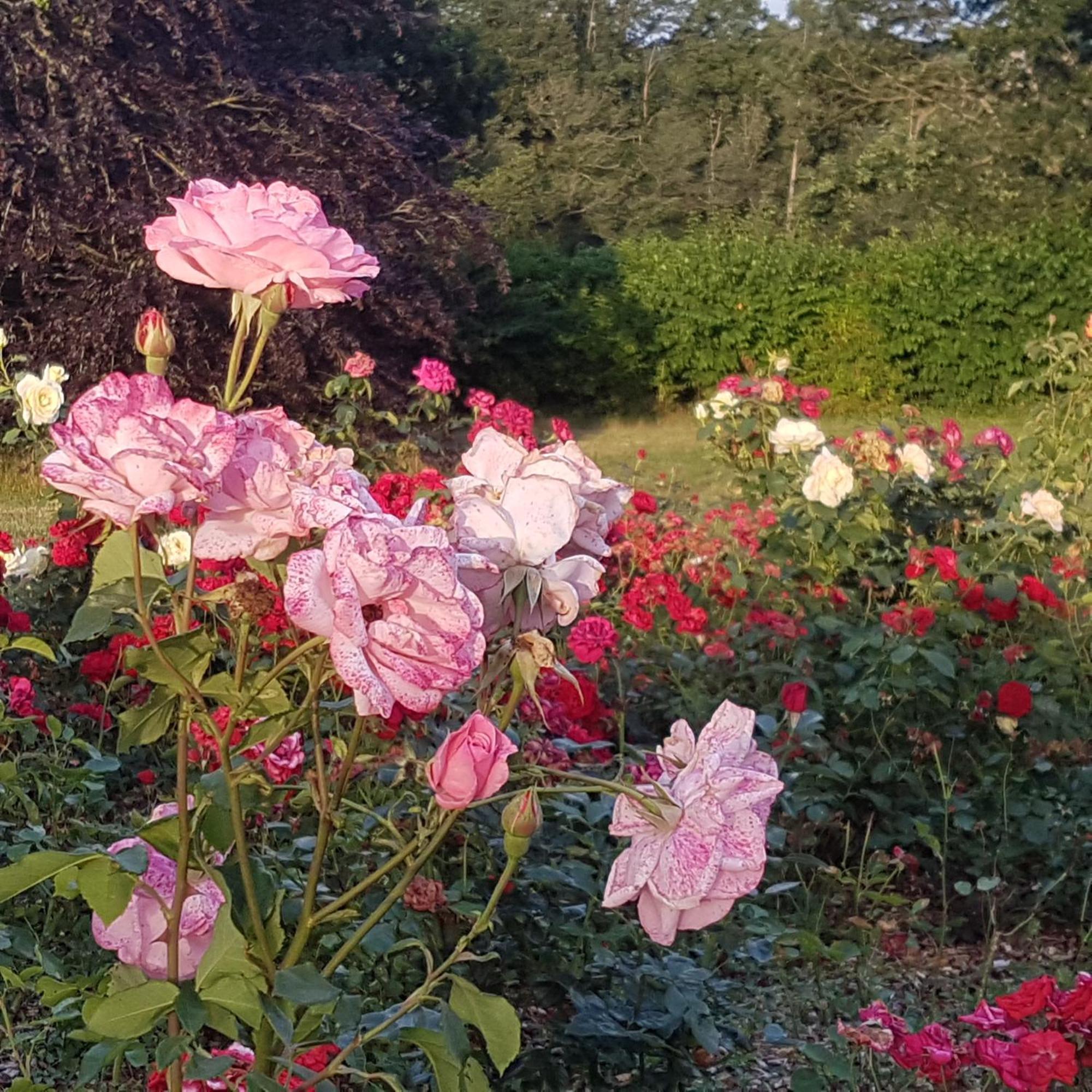 Domaine De La Chesnaie Bed and Breakfast Josselin Εξωτερικό φωτογραφία